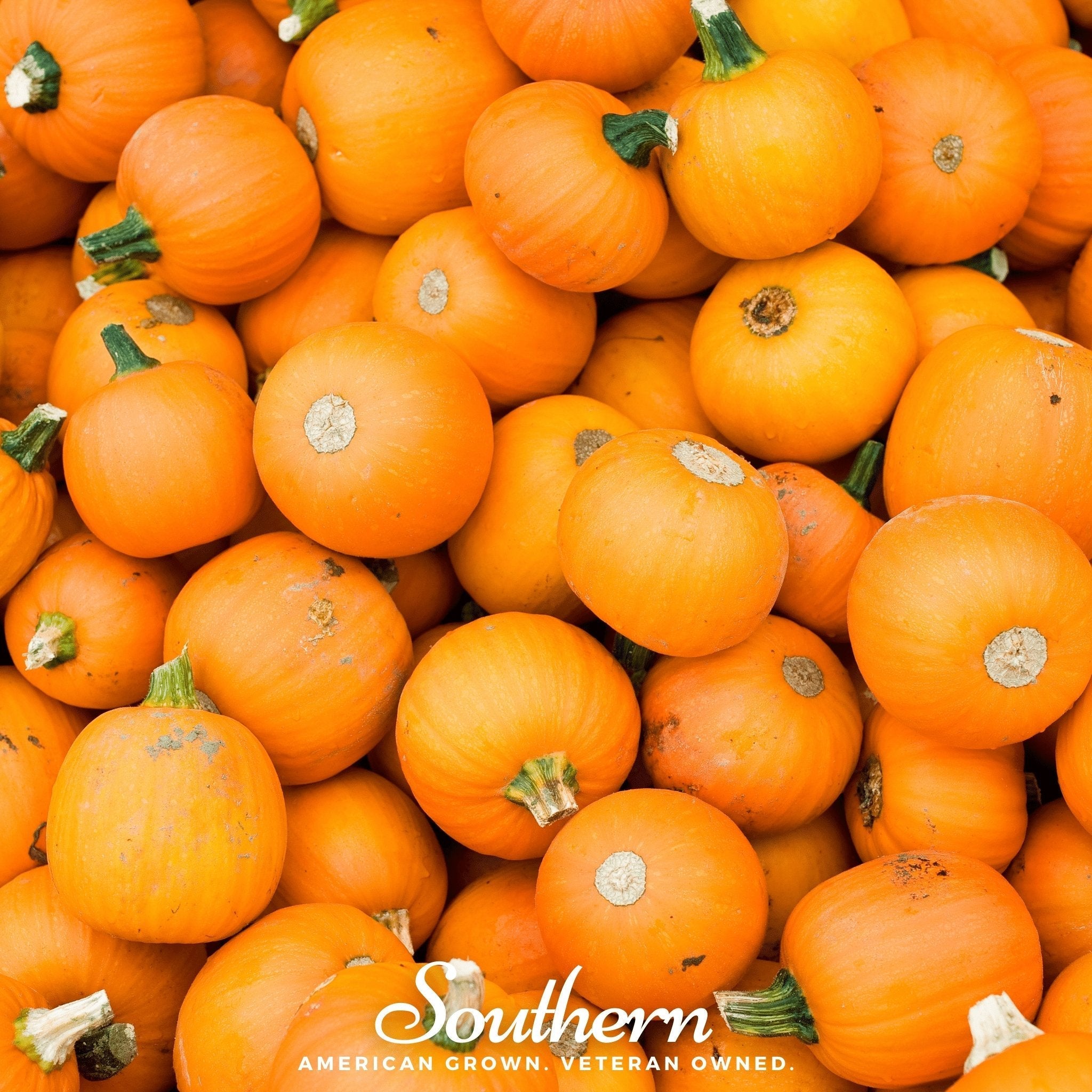 Small Sugar Pumpkin – 15 Seeds | | Wiccan Center