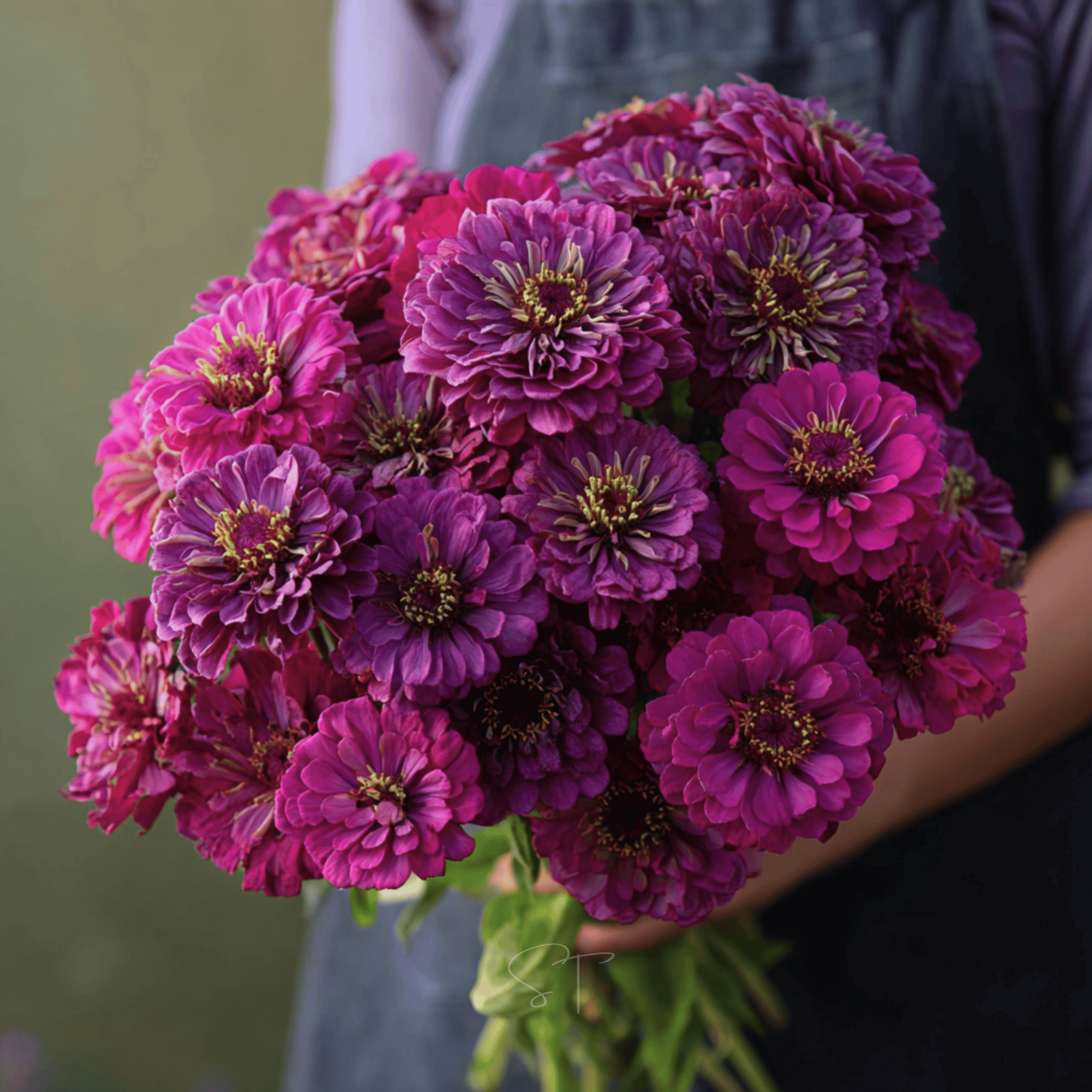Purple Prince Zinnia – 100 Seeds | | Wiccan Center