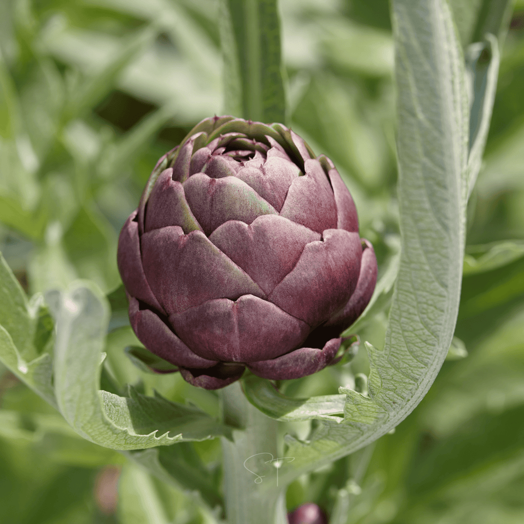 Purple Romagna Artichoke – 25 Seeds | Seeds | Wiccan Center