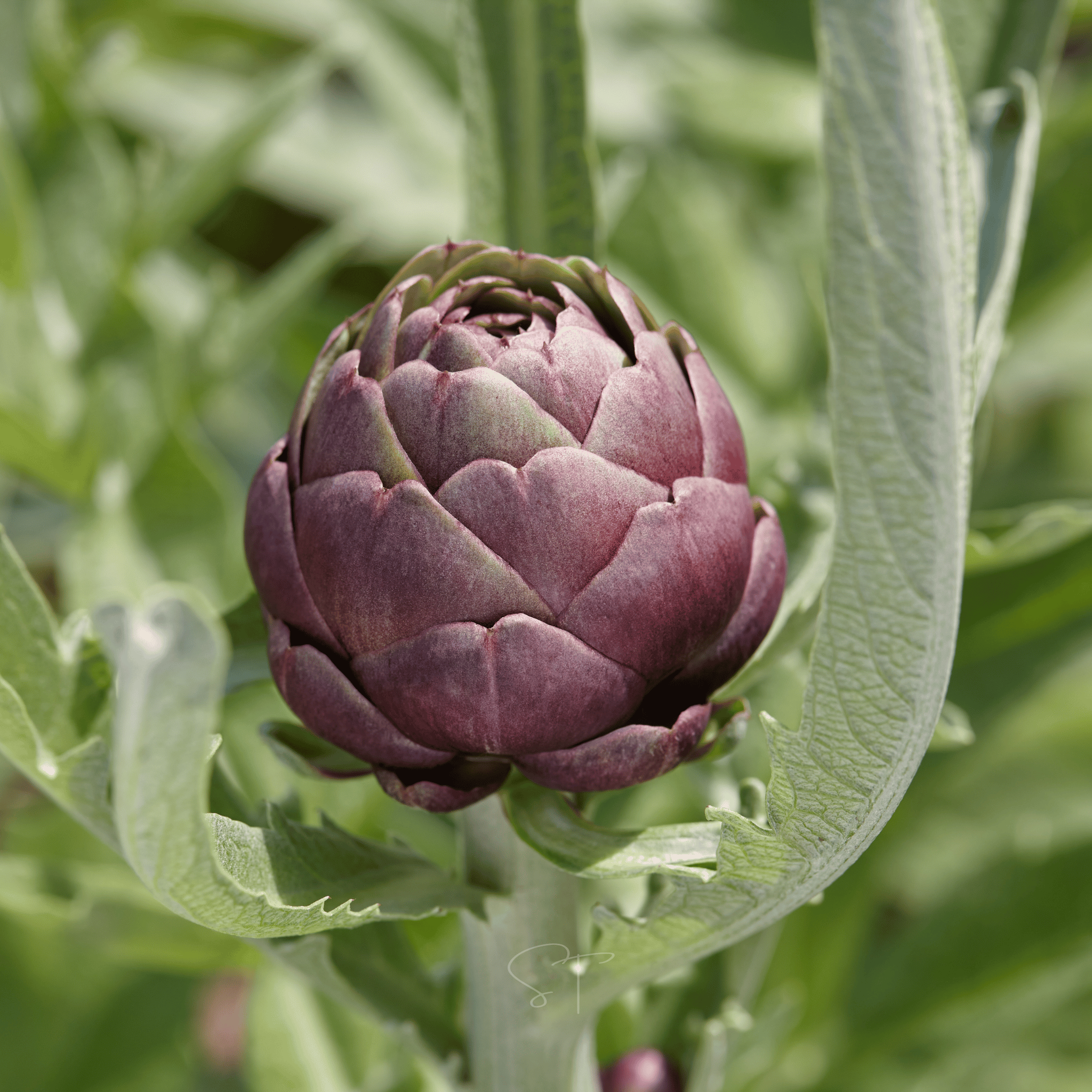 Purple Romagna Artichoke – 25 Seeds | Seeds | Wiccan Center