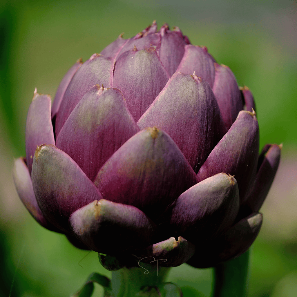 Purple Romagna Artichoke – 25 Seeds | Seeds | Wiccan Center