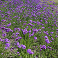 Purple Top Vervain – 100 Seeds | Seeds | Wiccan Center