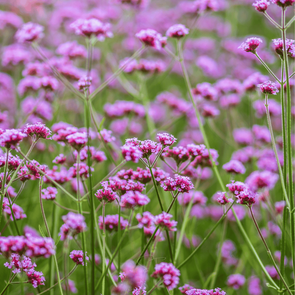 Purple Top Vervain – 100 Seeds | Seeds | Wiccan Center