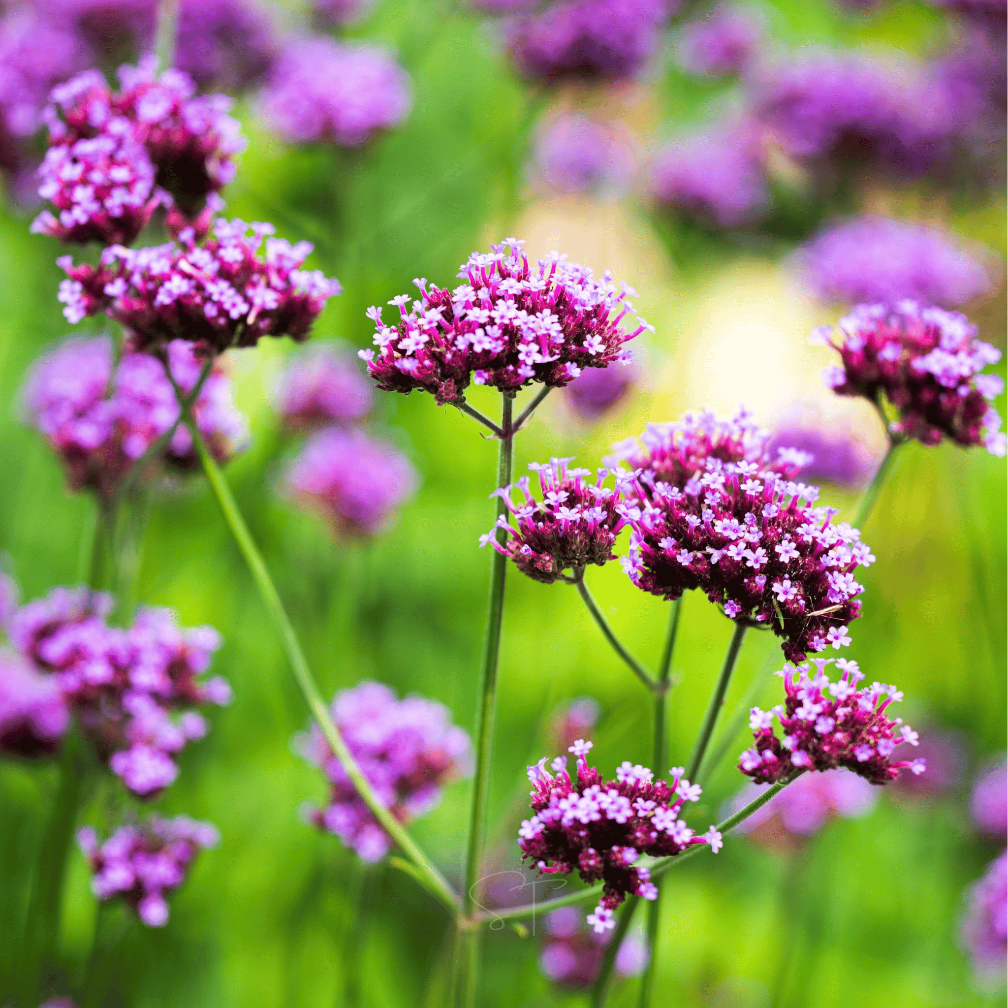 Purple Top Vervain – 100 Seeds | Seeds | Wiccan Center