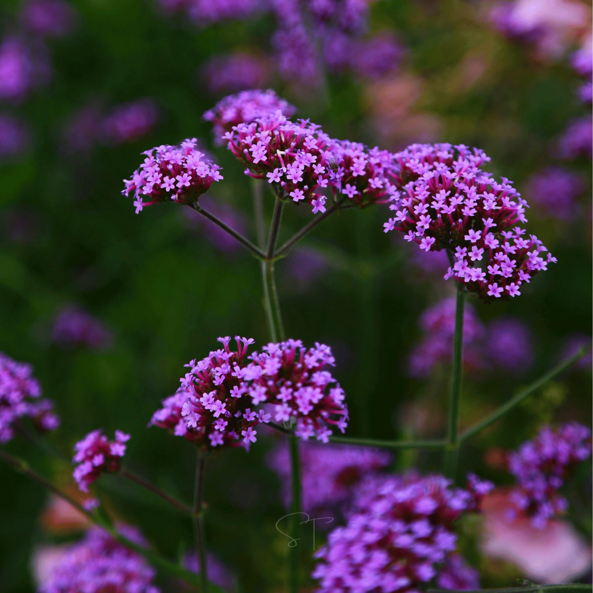 Purple Top Vervain – 100 Seeds | Seeds | Wiccan Center