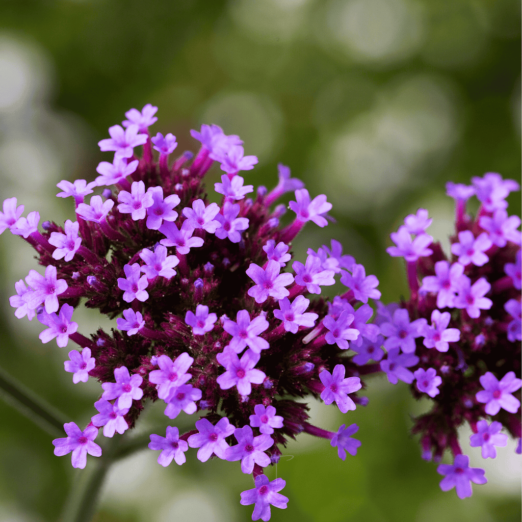 Purple Top Vervain – 100 Seeds | Seeds | Wiccan Center