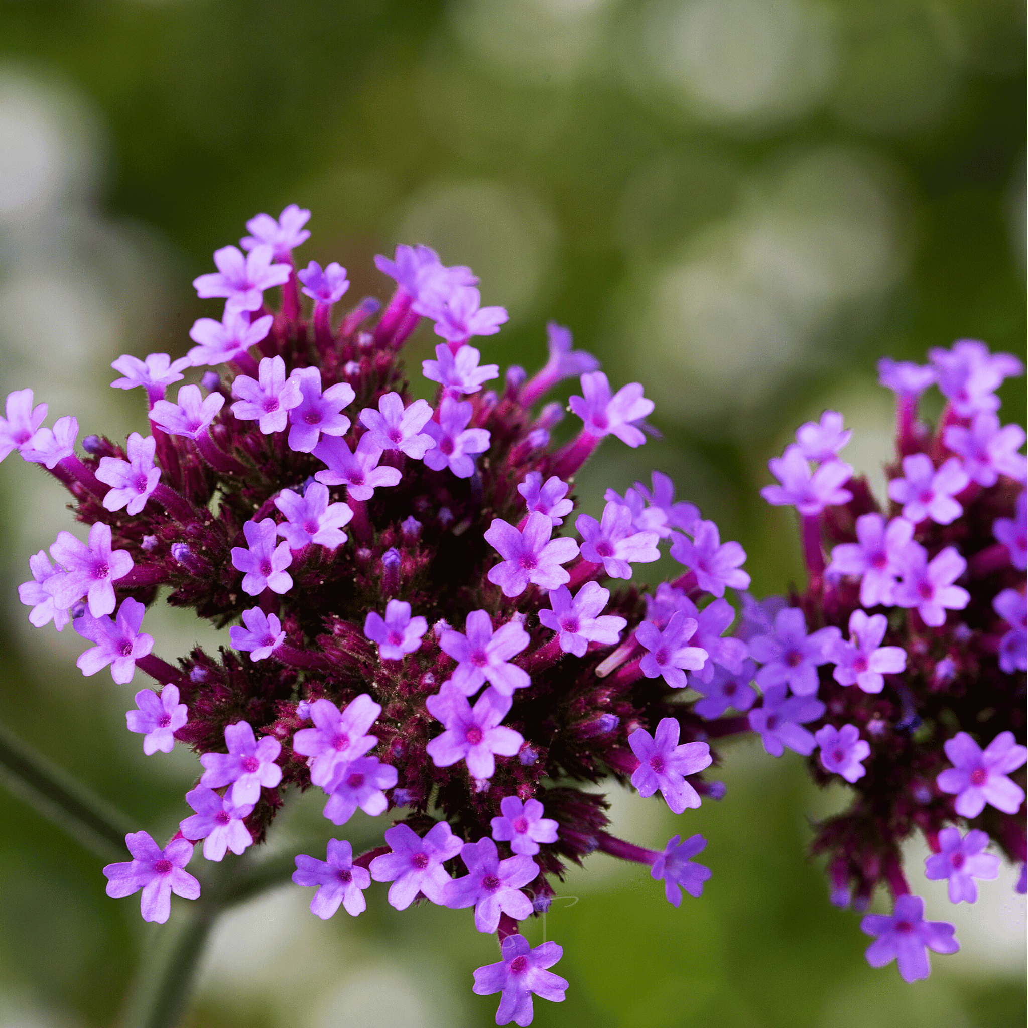 Purple Top Vervain – 100 Seeds | Seeds | Wiccan Center