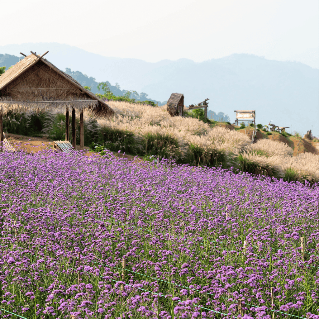 Purple Top Vervain – 100 Seeds | Seeds | Wiccan Center