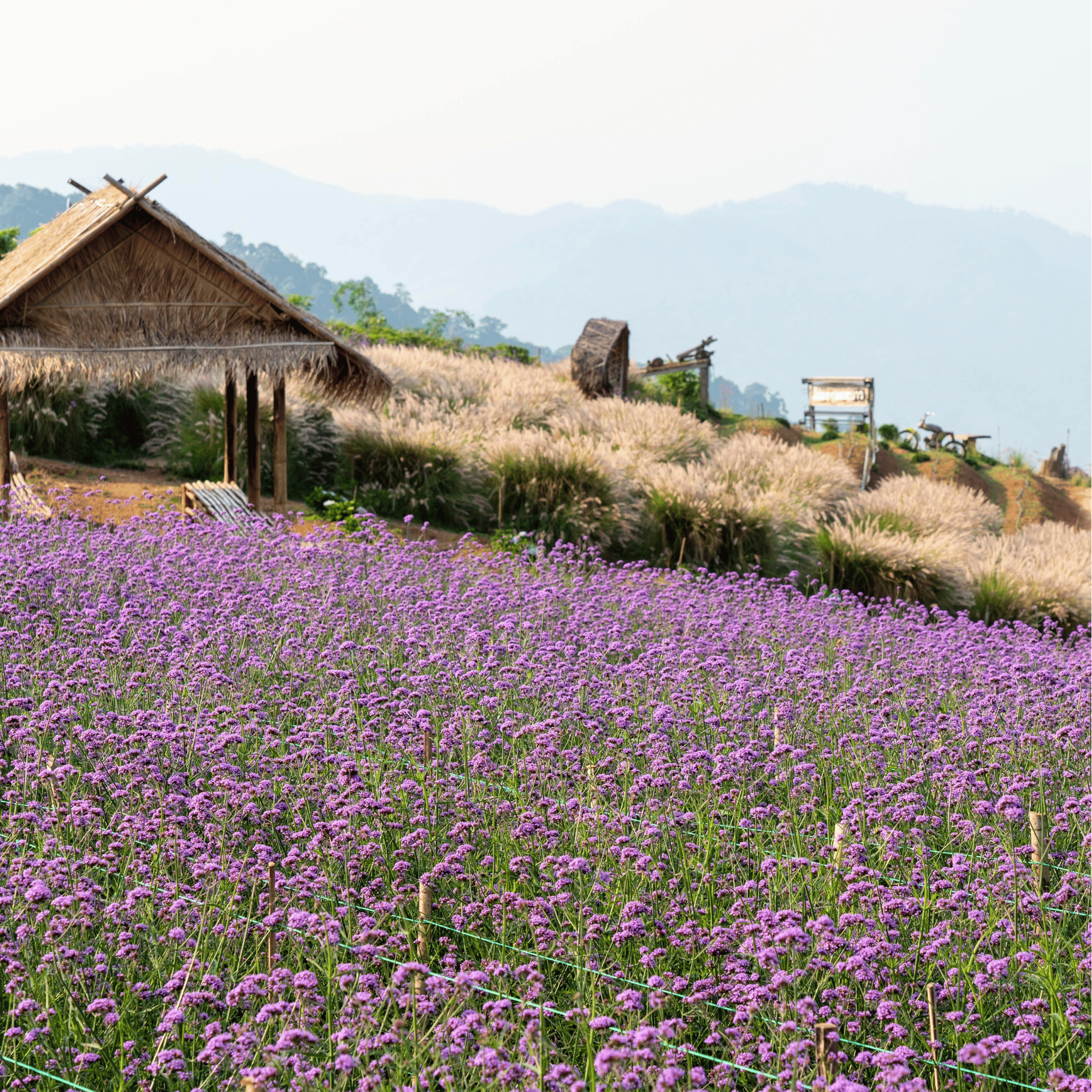 Purple Top Vervain – 100 Seeds | Seeds | Wiccan Center