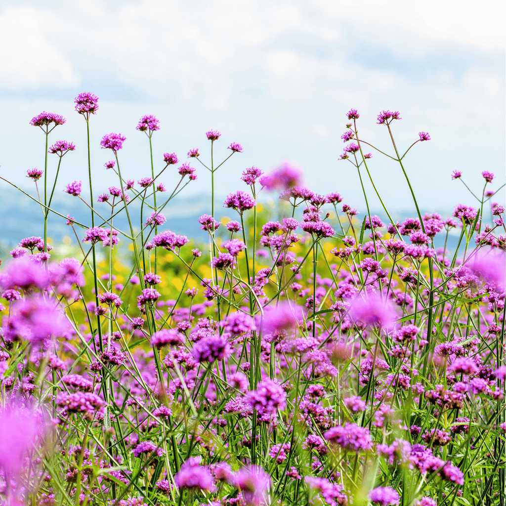 Purple Top Vervain – 100 Seeds | Seeds | Wiccan Center