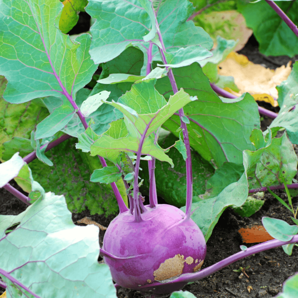 Purple Vienna Kohlrabi – 100 Seeds | Seeds | Wiccan Center