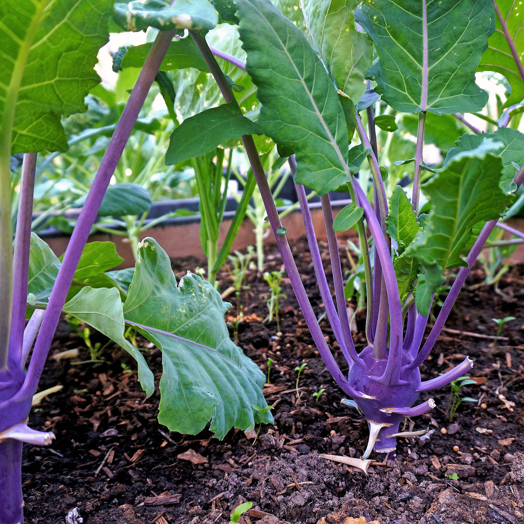 Purple Vienna Kohlrabi – 100 Seeds | Seeds | Wiccan Center