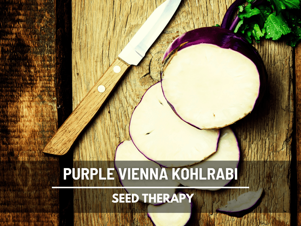Purple Vienna Kohlrabi – 100 Seeds | Seeds | Wiccan Center