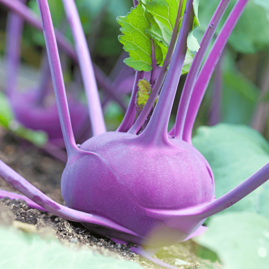 Purple Vienna Kohlrabi – 100 Seeds | Seeds | Wiccan Center