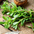 Purslane – 100 Seeds | Seeds | Wiccan Center