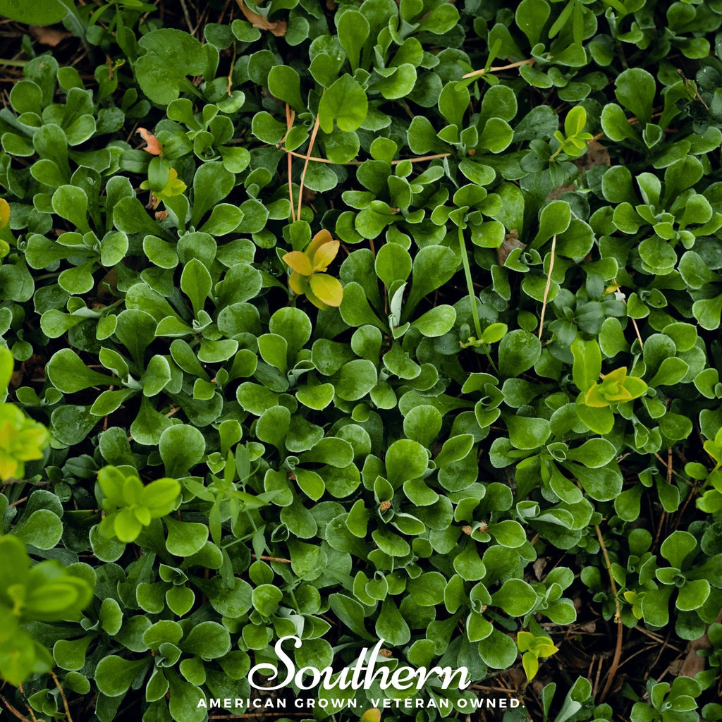 Purslane – 100 Seeds | Seeds | Wiccan Center