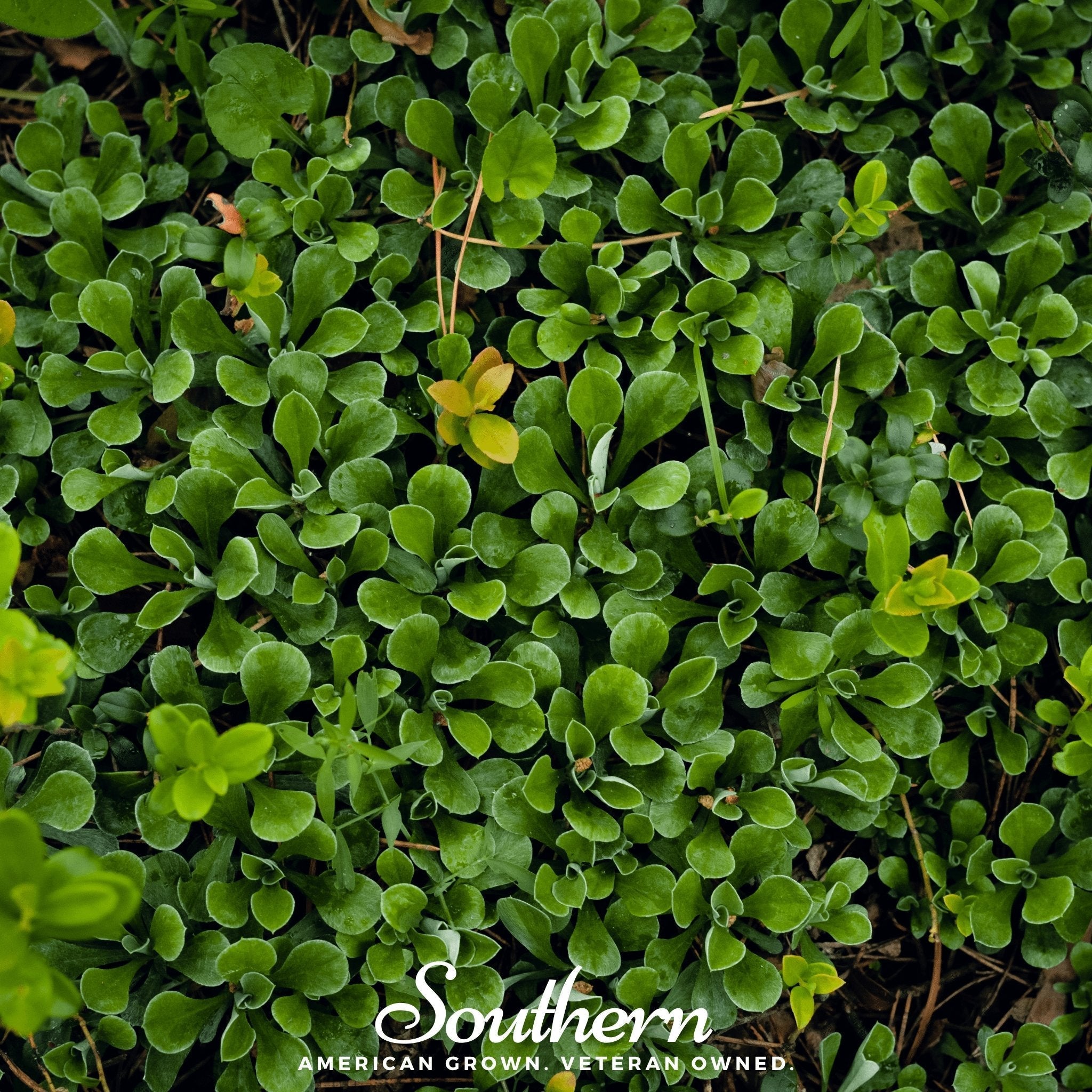 Purslane – 100 Seeds | Seeds | Wiccan Center