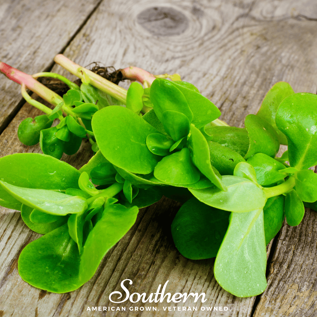 Purslane – 100 Seeds | Seeds | Wiccan Center