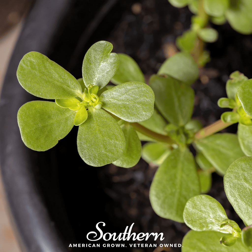 Purslane – 100 Seeds | Seeds | Wiccan Center