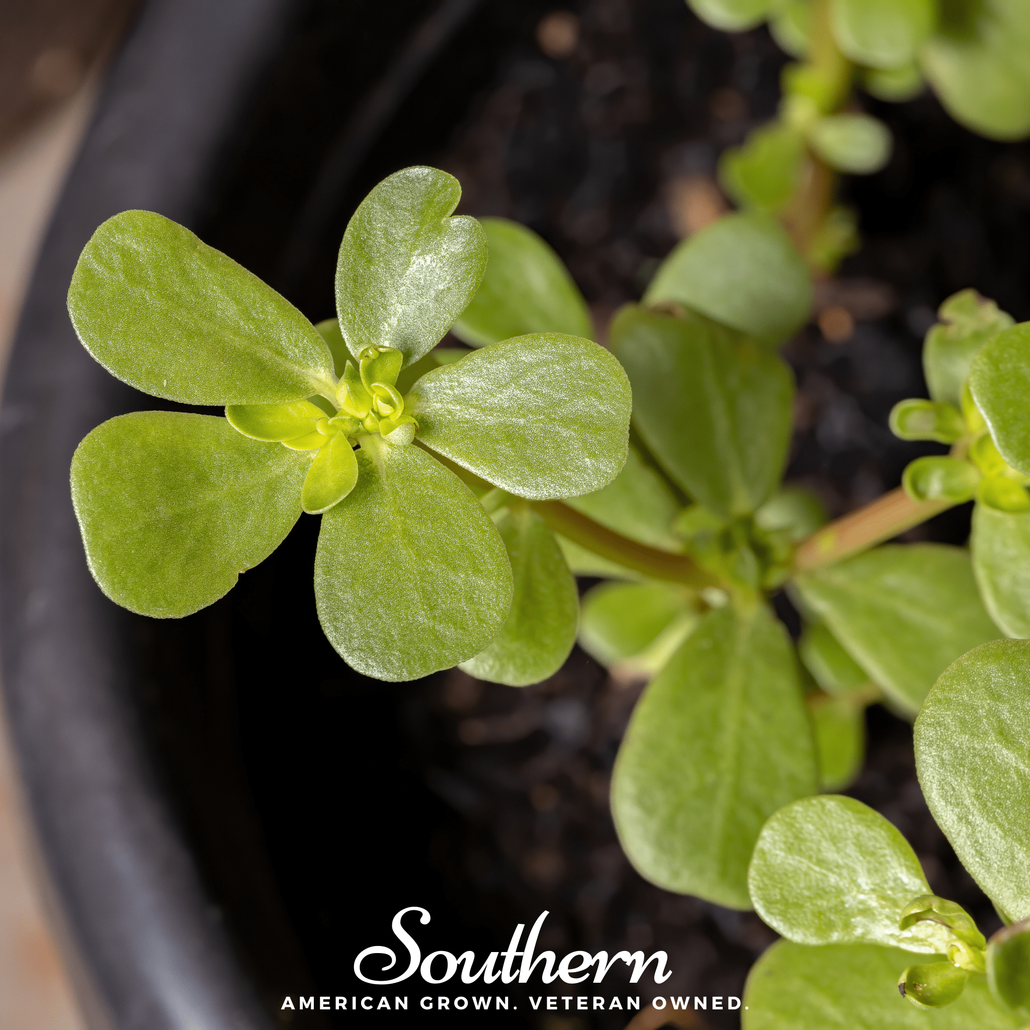 Purslane – 100 Seeds | Seeds | Wiccan Center