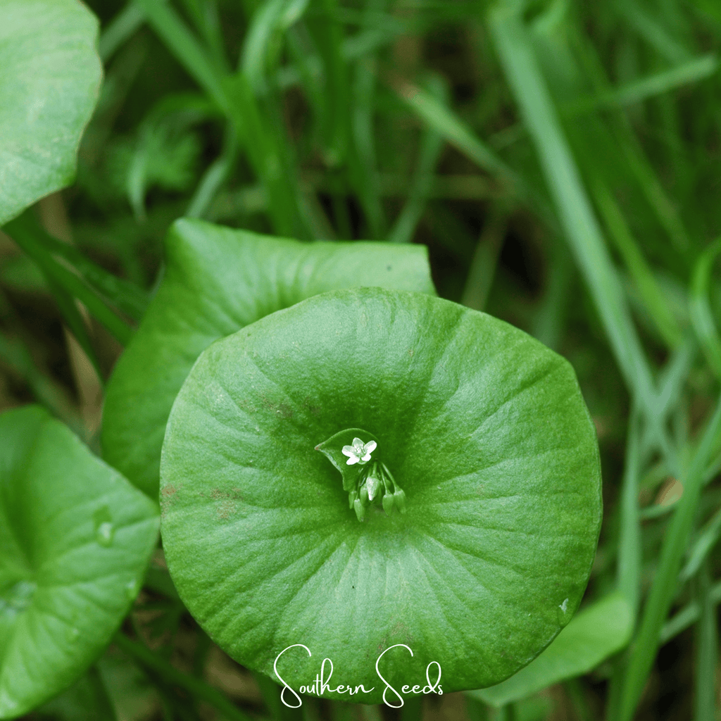 Winter Purslane, Miner’s Lettuce – 100 Seeds | Seeds | Wiccan Center