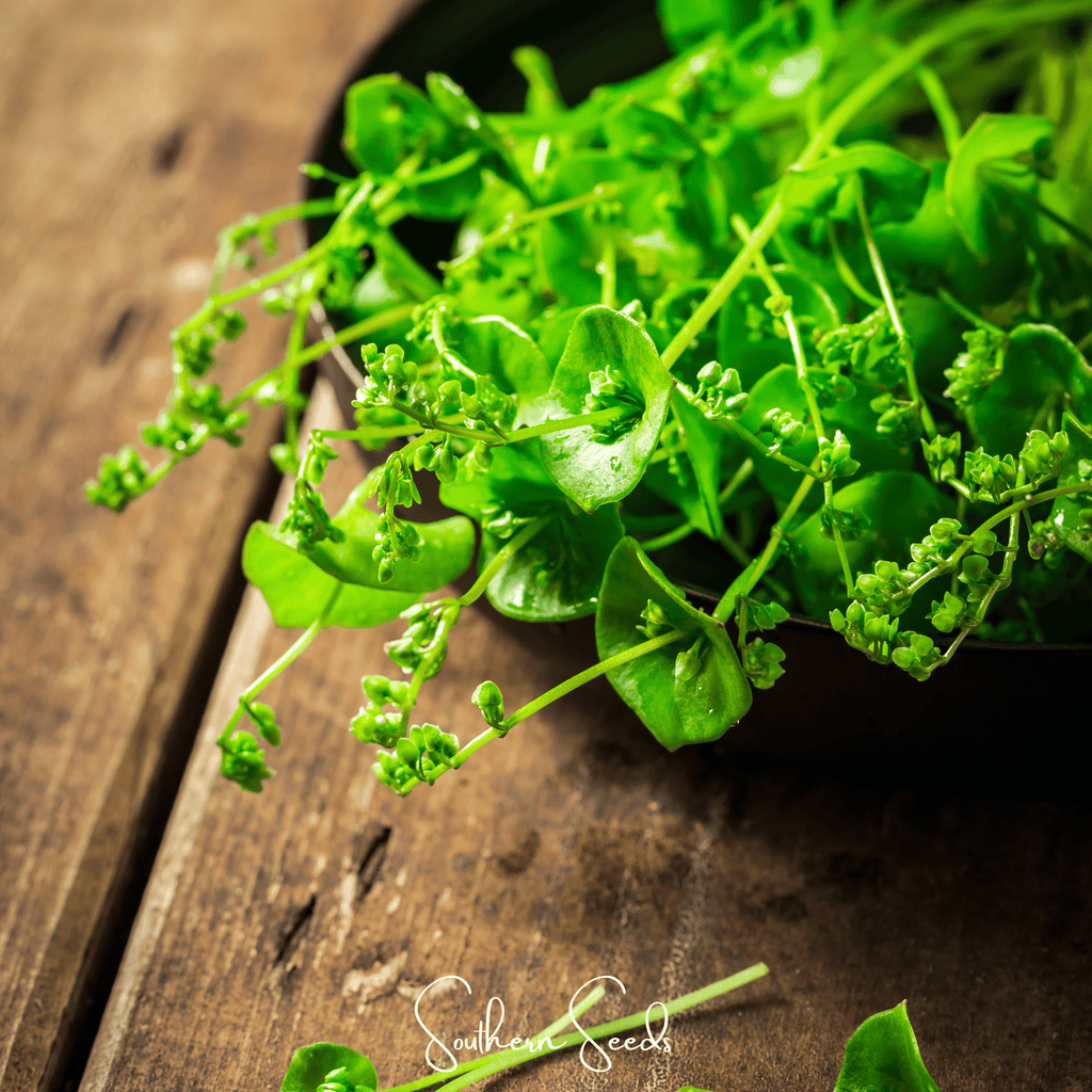 Winter Purslane, Miner’s Lettuce – 100 Seeds | Seeds | Wiccan Center