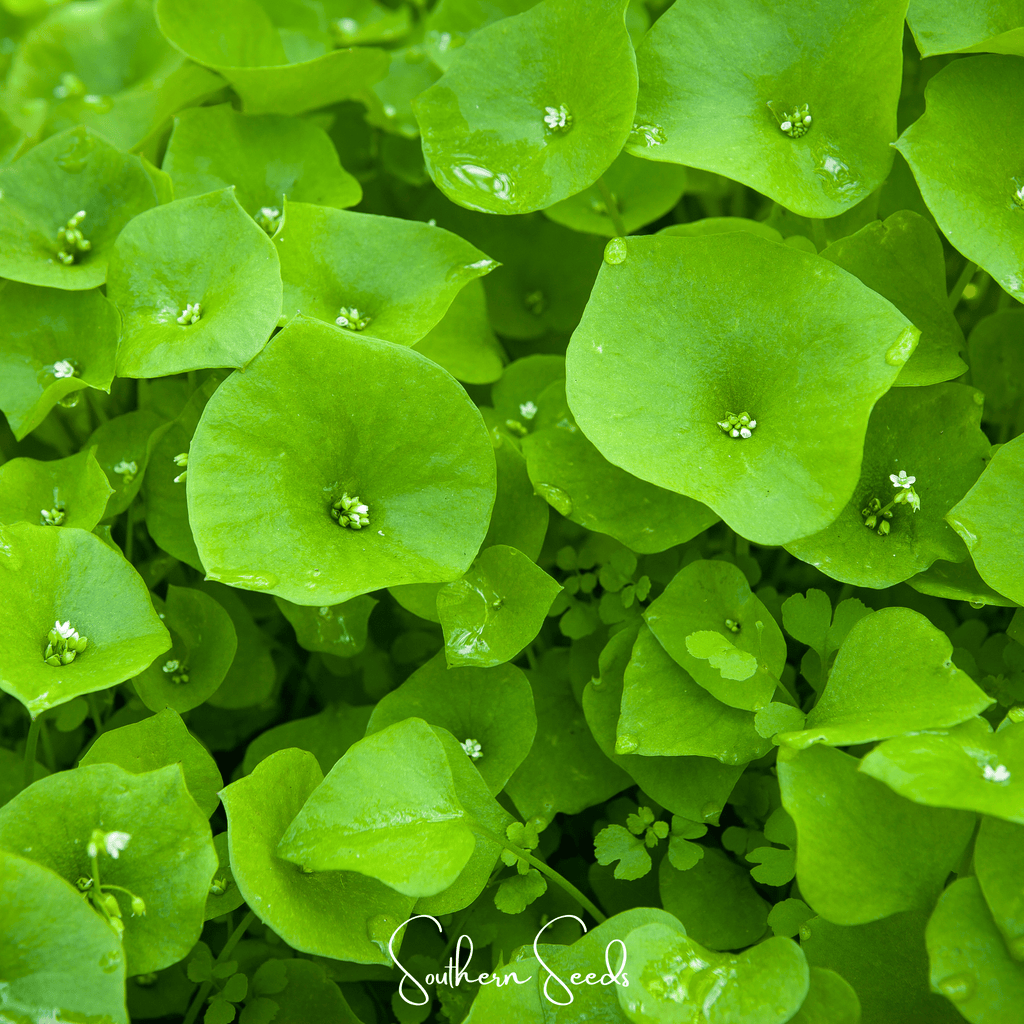 Winter Purslane, Miner’s Lettuce – 100 Seeds | Seeds | Wiccan Center