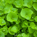 Winter Purslane, Miner’s Lettuce – 100 Seeds | Seeds | Wiccan Center