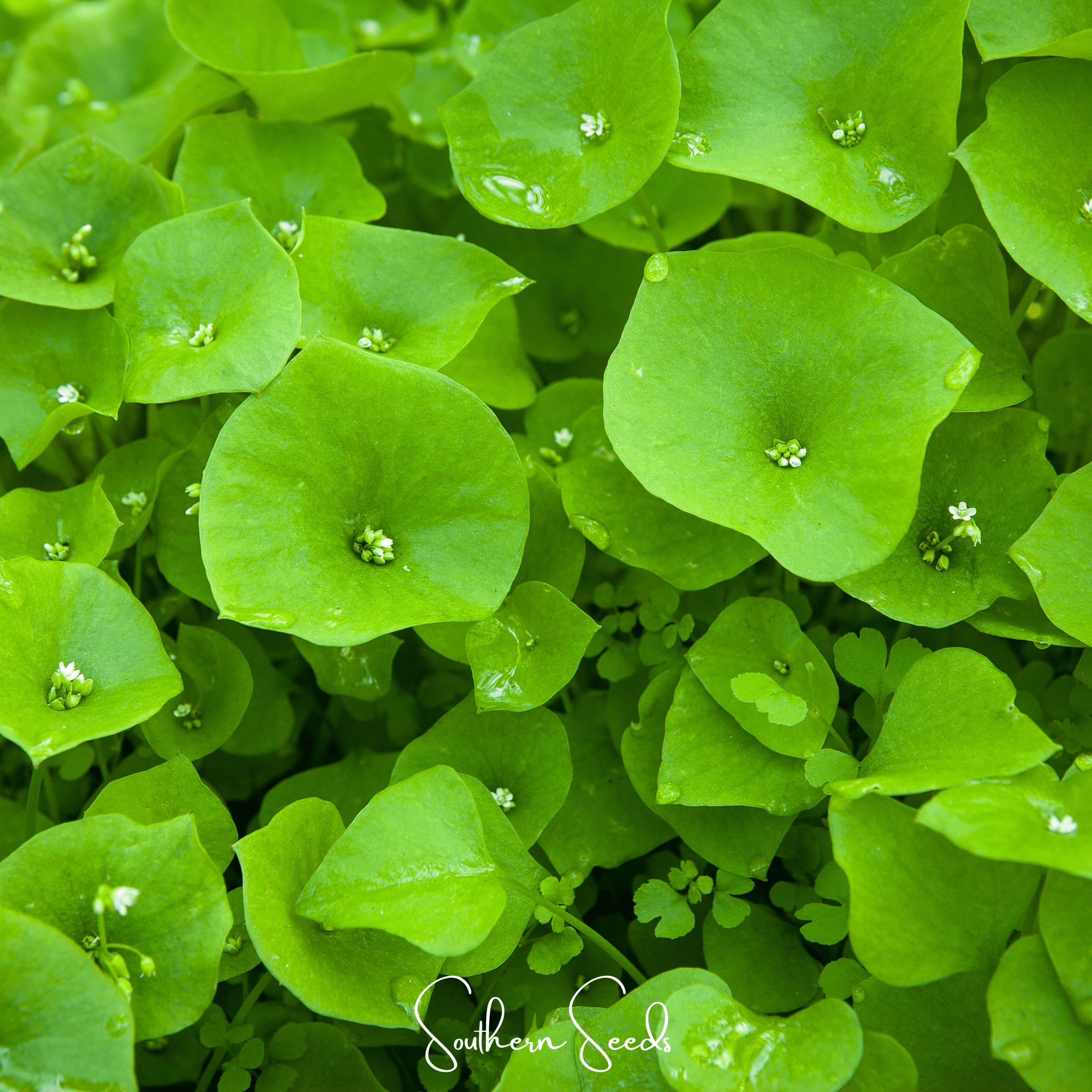 Winter Purslane, Miner’s Lettuce – 100 Seeds | Seeds | Wiccan Center