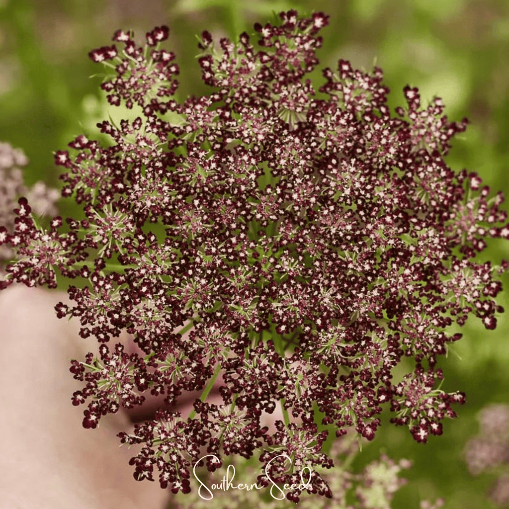 Chocolate Lace Queen Anne's Lace – 100 Seeds | Seeds | Wiccan Center