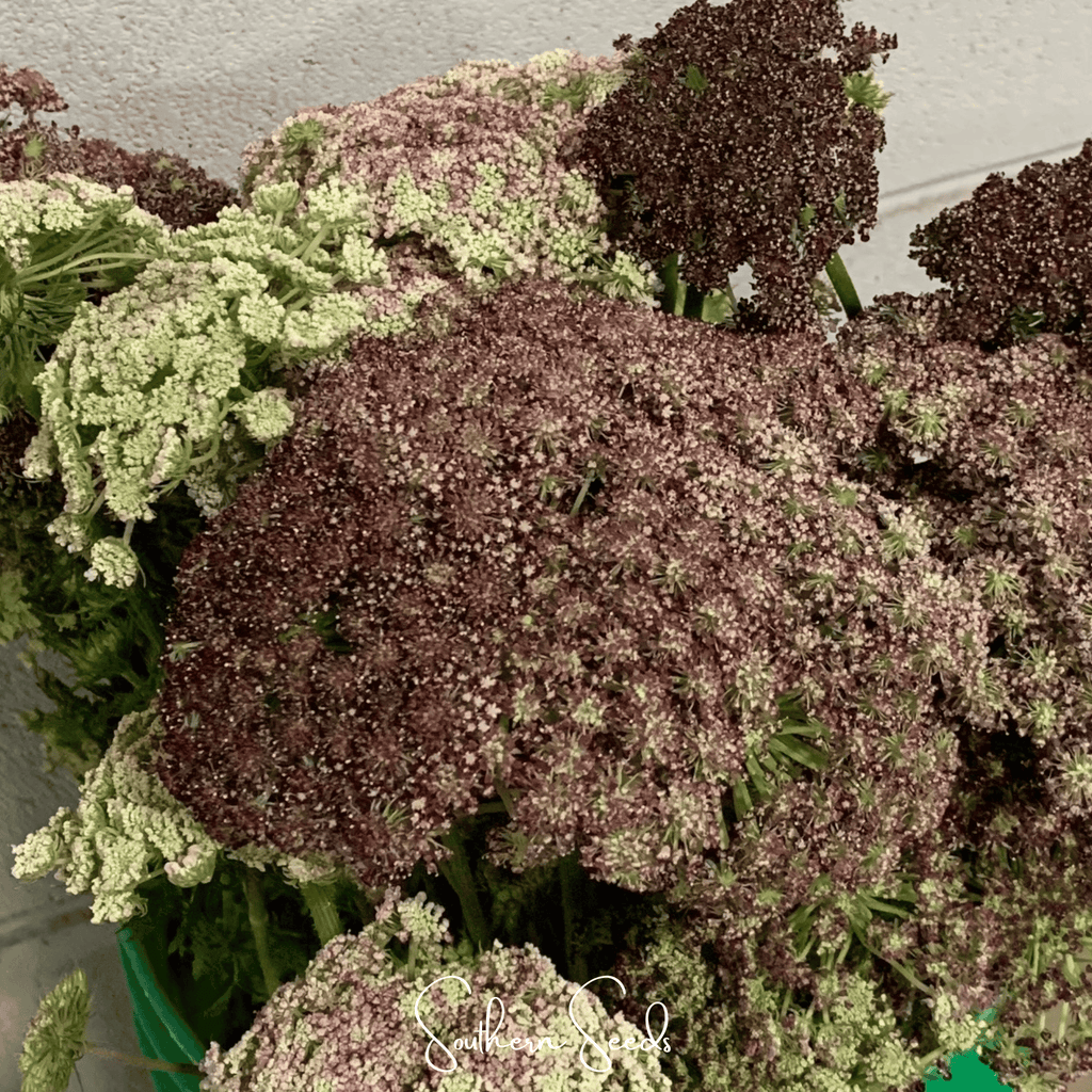 Chocolate Lace Queen Anne's Lace – 100 Seeds | Seeds | Wiccan Center