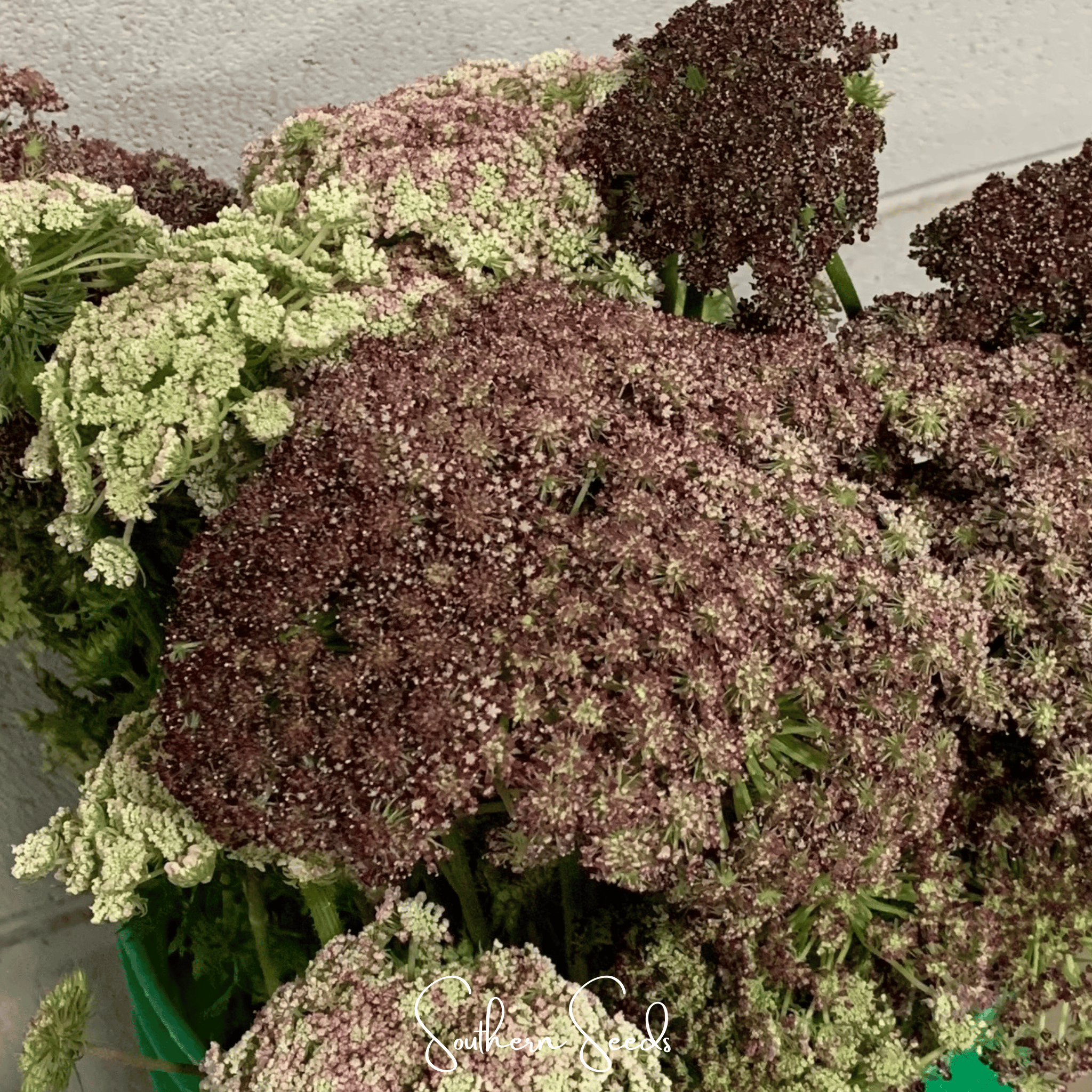 Chocolate Lace Queen Anne's Lace – 100 Seeds | Seeds | Wiccan Center