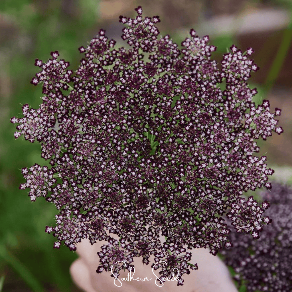 Chocolate Lace Queen Anne's Lace – 100 Seeds | Seeds | Wiccan Center