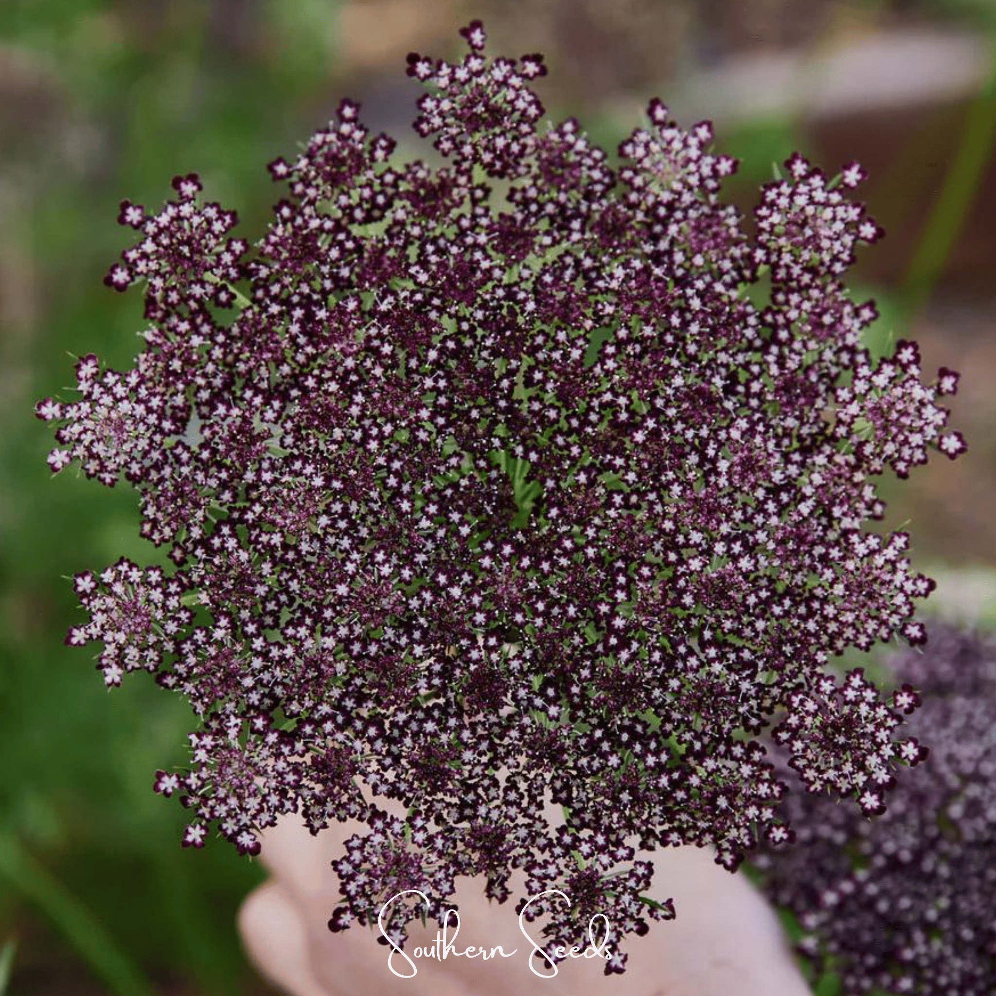 Chocolate Lace Queen Anne's Lace – 100 Seeds | Seeds | Wiccan Center