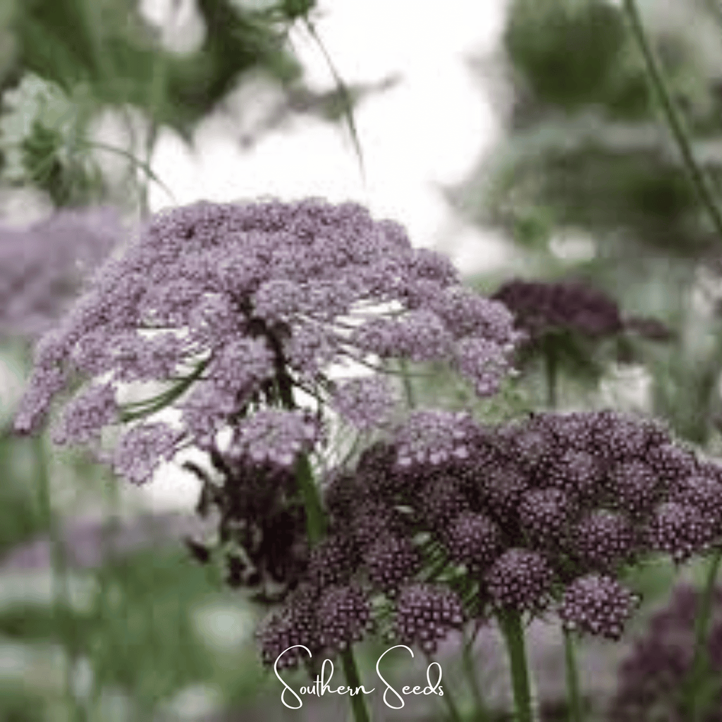 Chocolate Lace Queen Anne's Lace – 100 Seeds | Seeds | Wiccan Center