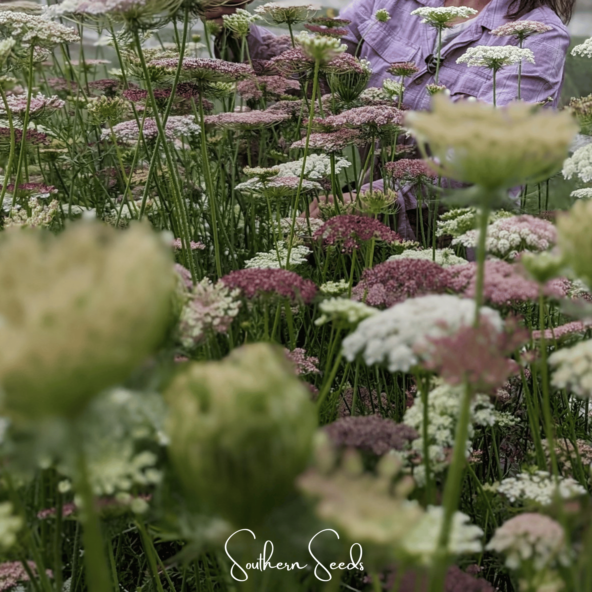 Chocolate Lace Queen Anne's Lace – 100 Seeds | Seeds | Wiccan Center
