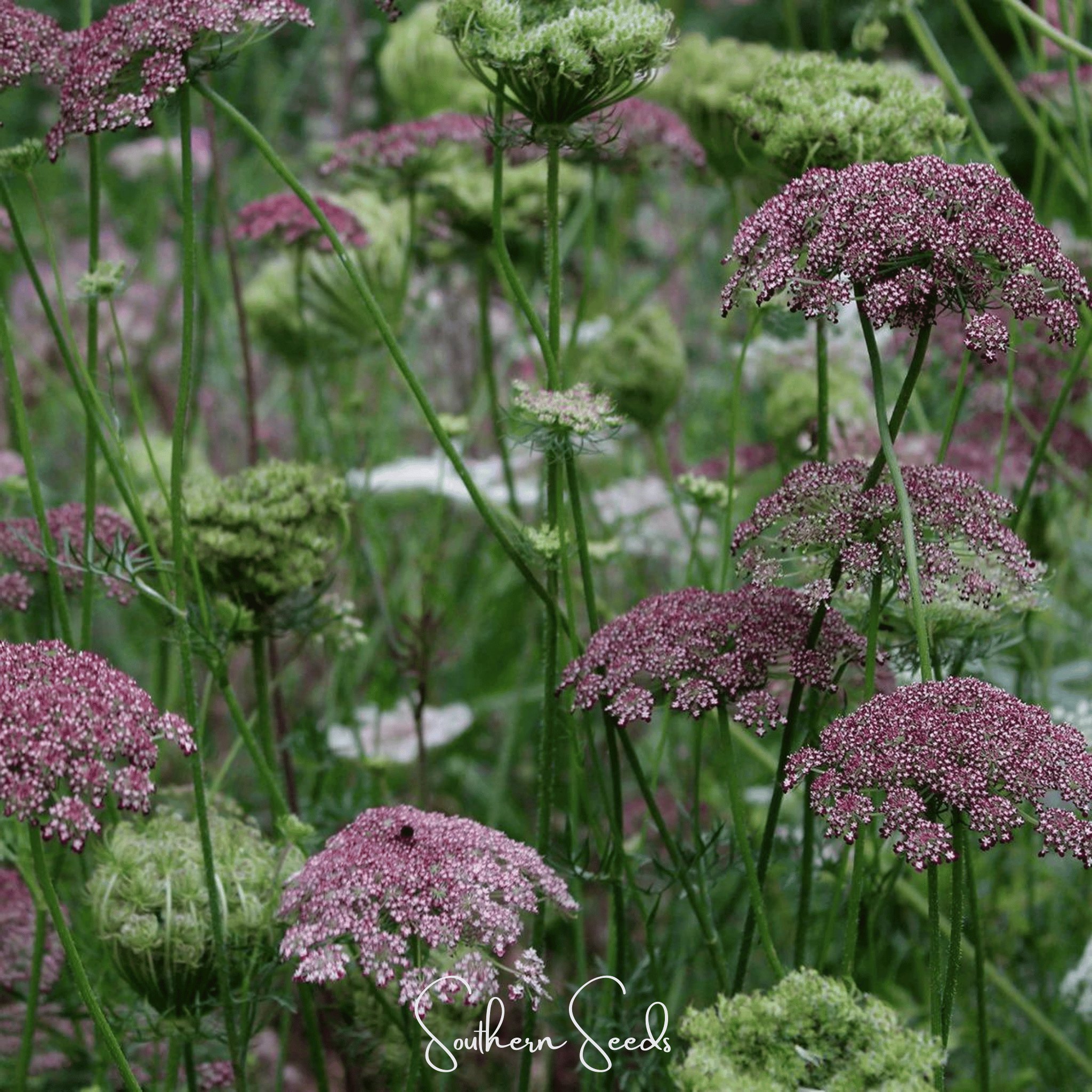 Chocolate Lace Queen Anne's Lace – 100 Seeds | Seeds | Wiccan Center