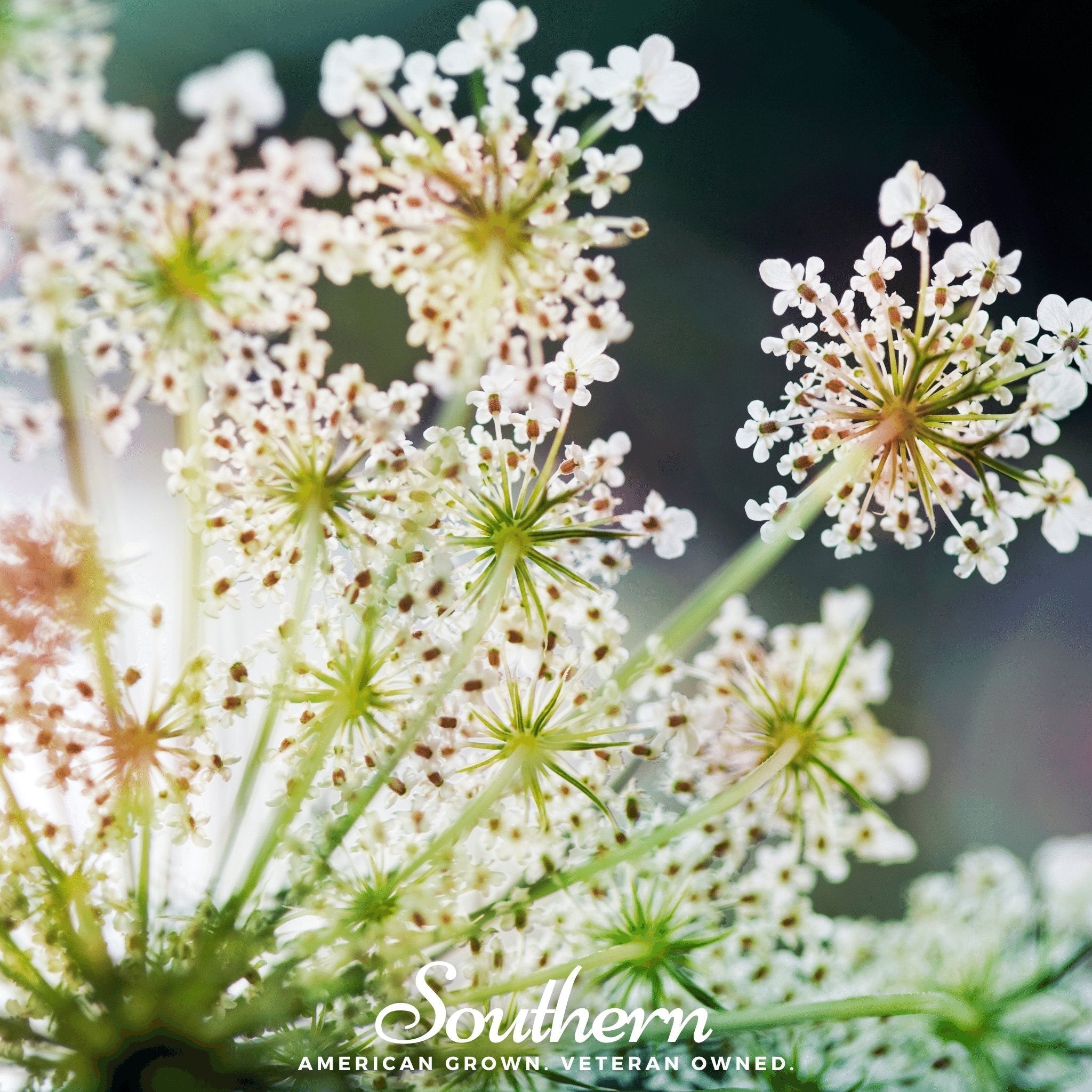 Queen Anne’s Lace – 100 Seeds | | Wiccan Center