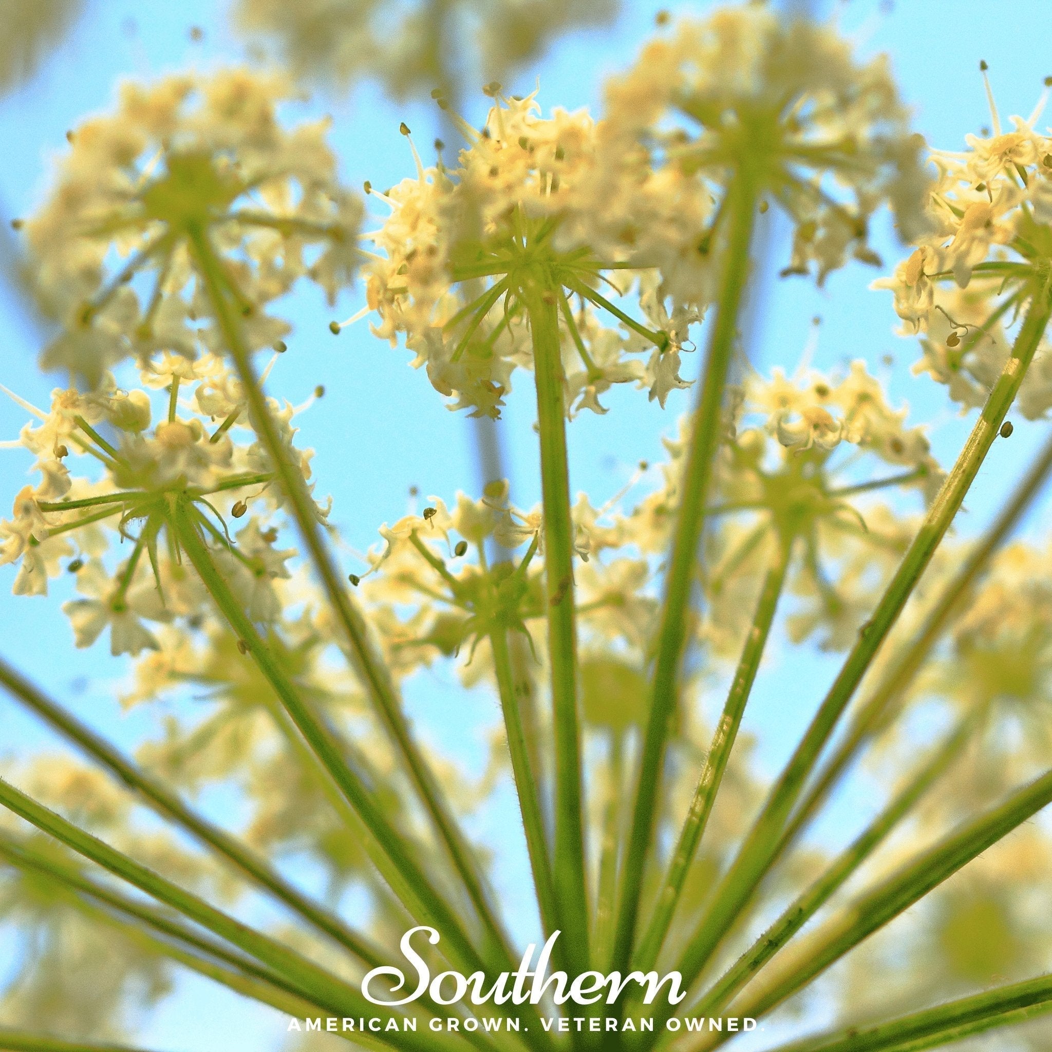 Queen Anne’s Lace – 100 Seeds | | Wiccan Center