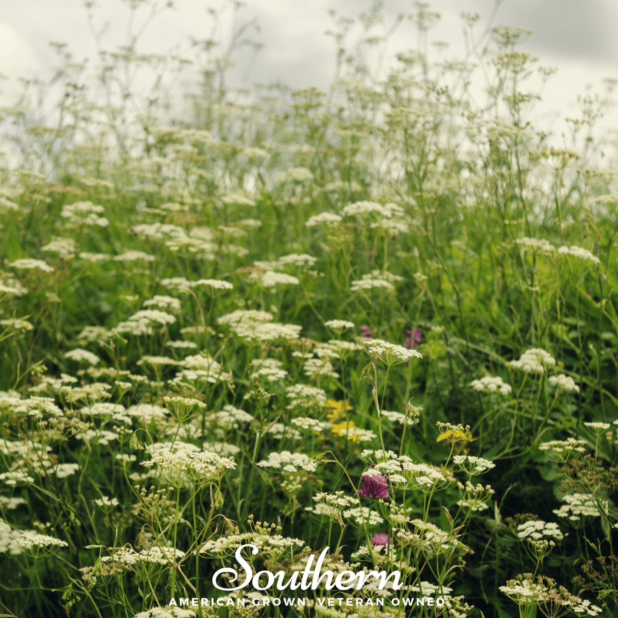 Queen Anne’s Lace – 100 Seeds | | Wiccan Center