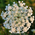 Queen Anne’s Lace – 100 Seeds | | Wiccan Center