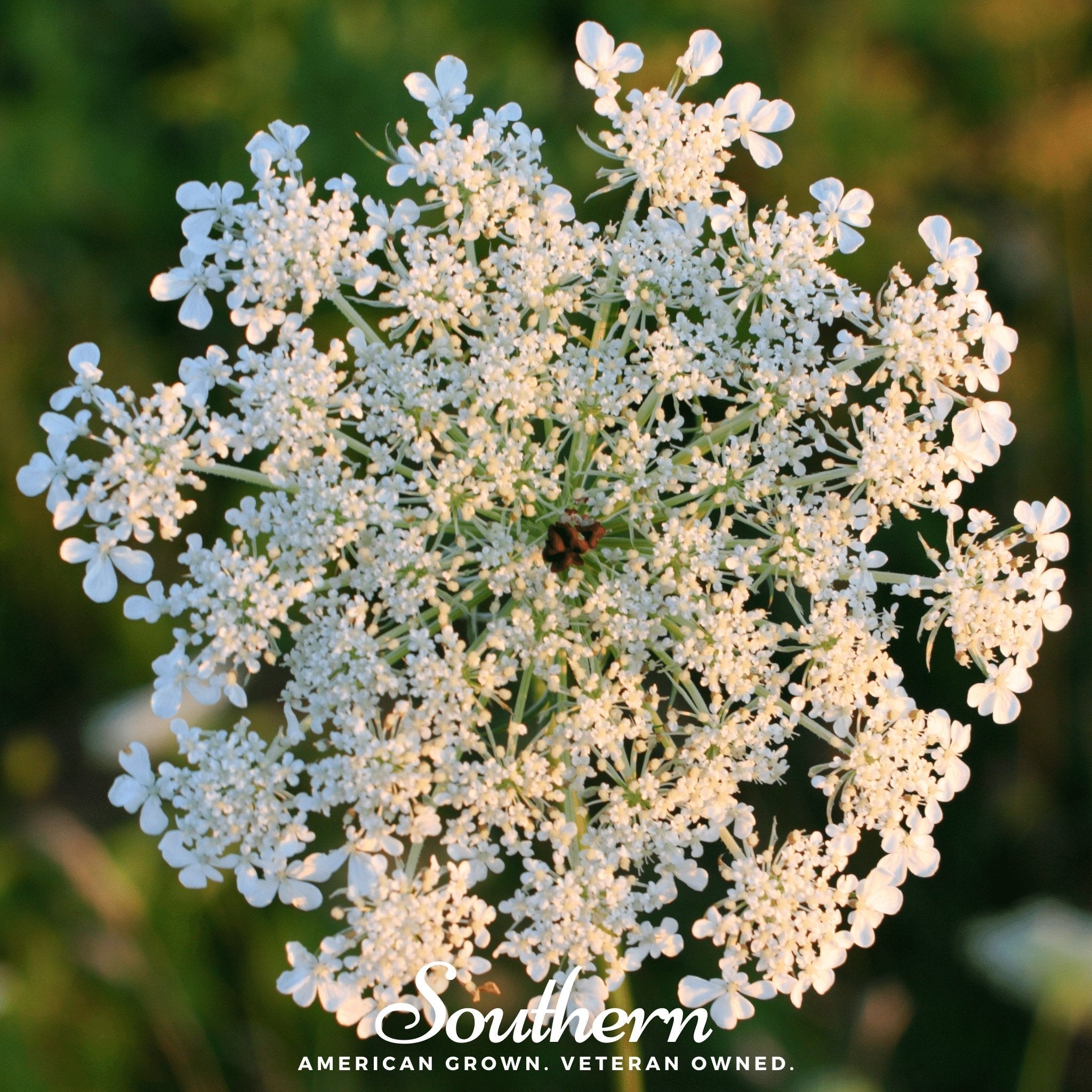 Queen Anne’s Lace – 100 Seeds | | Wiccan Center