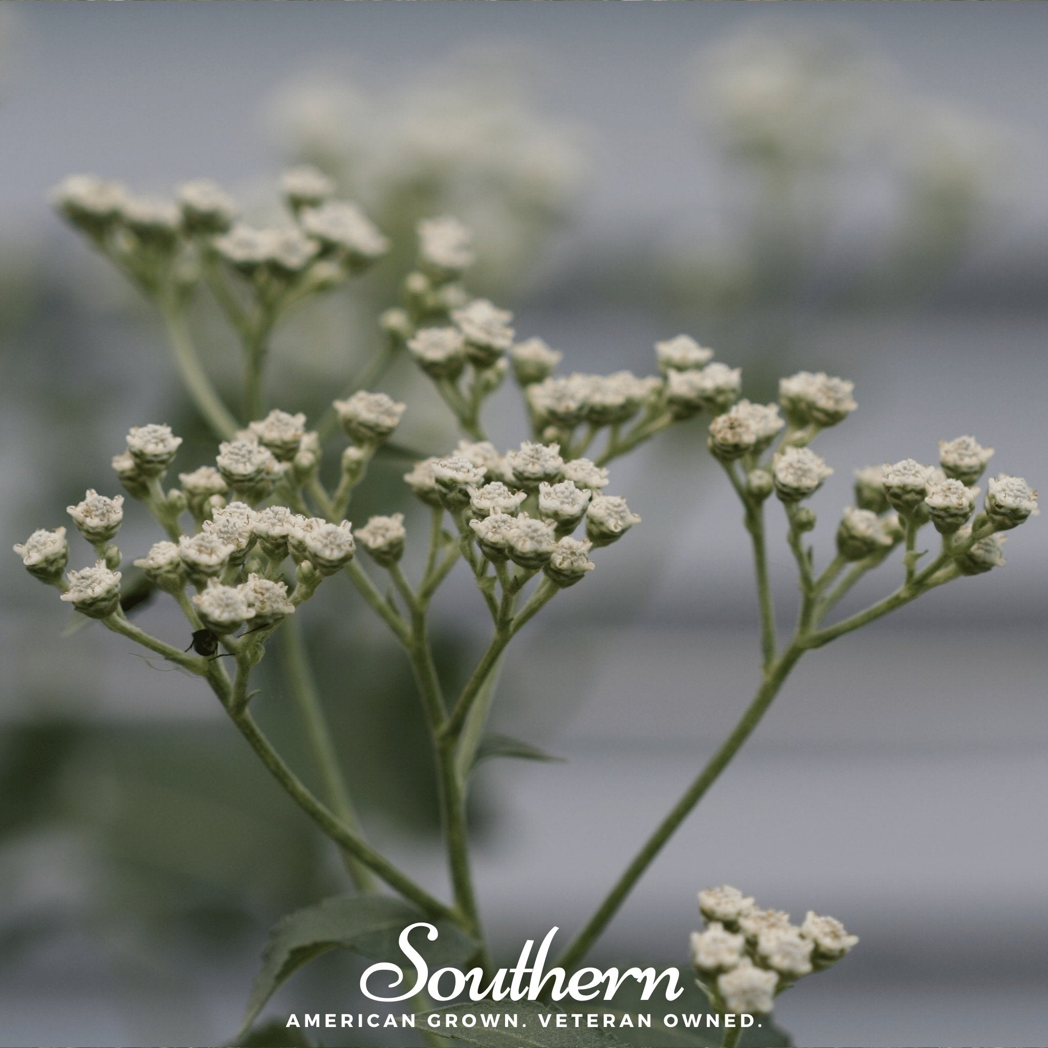 Wild Quinine – 50 Seeds | | Wiccan Center