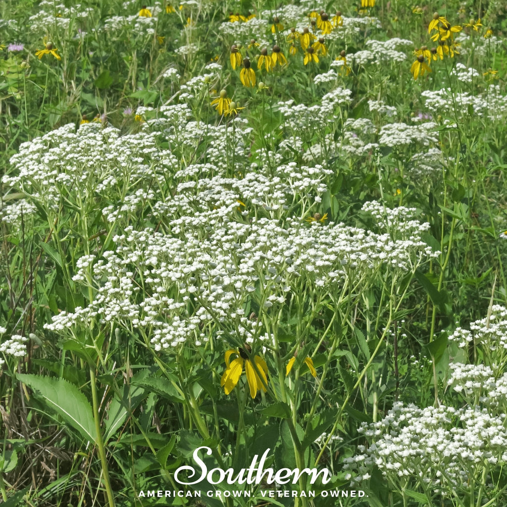 Wild Quinine – 50 Seeds | | Wiccan Center