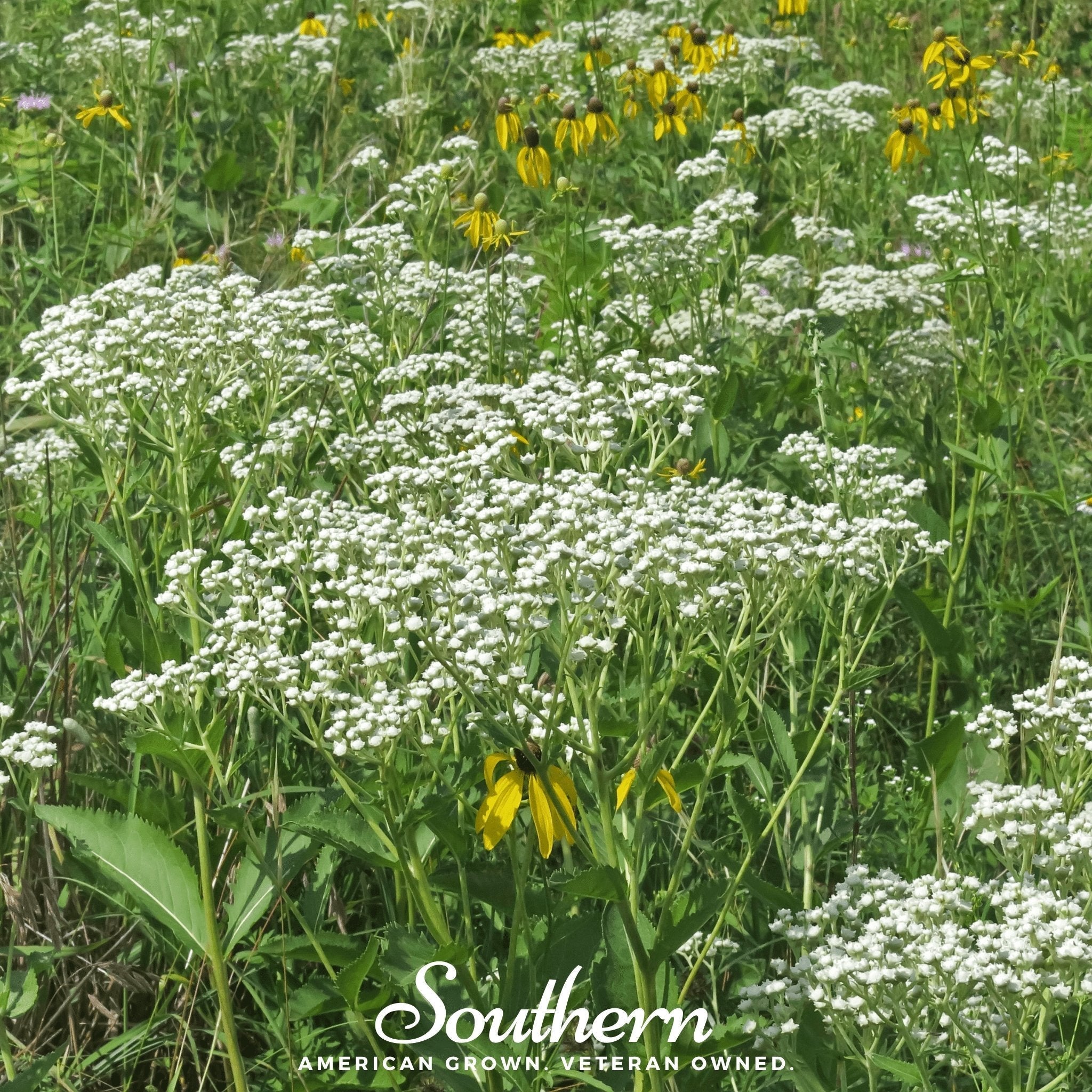 Wild Quinine – 50 Seeds | | Wiccan Center