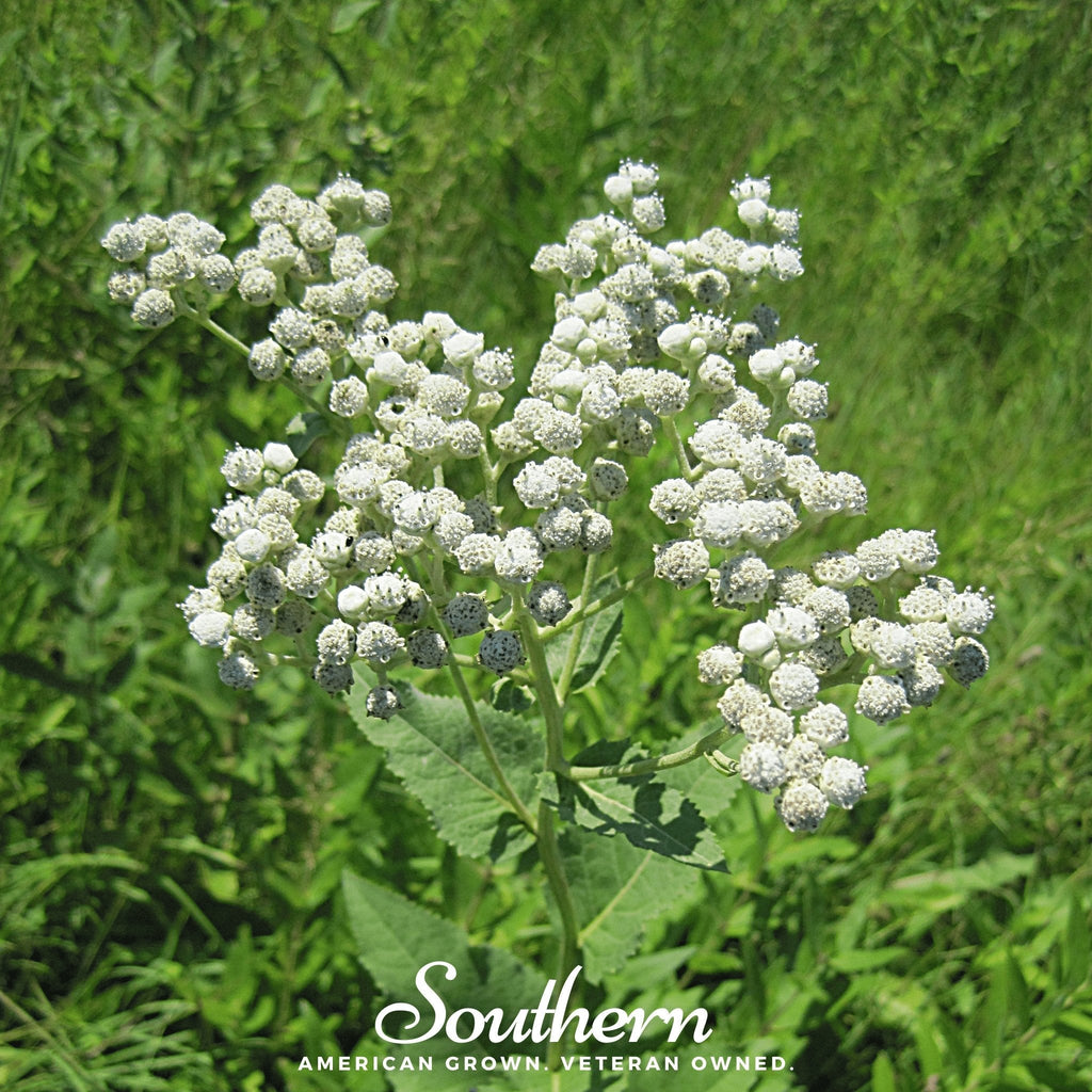 Wild Quinine – 50 Seeds | | Wiccan Center