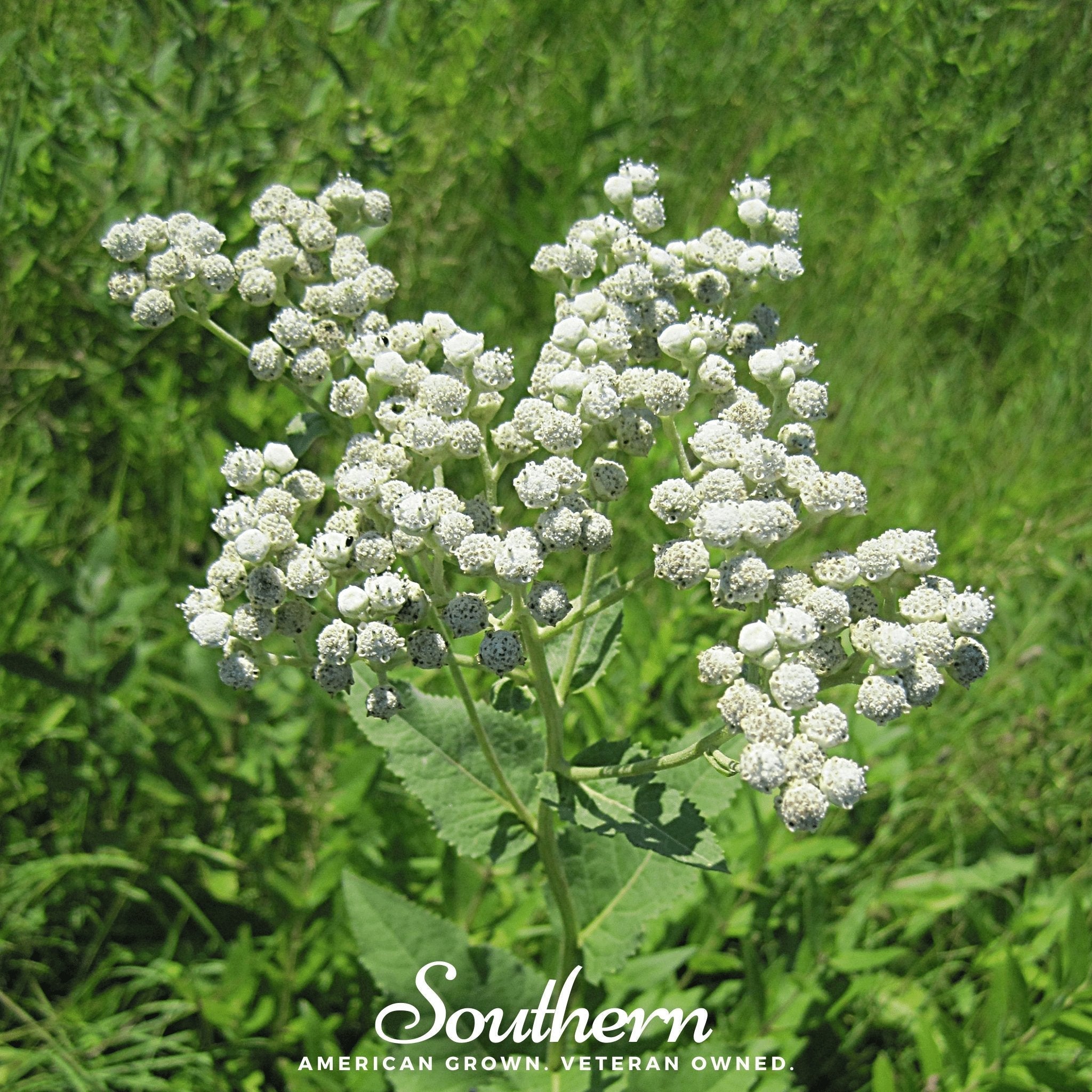 Wild Quinine – 50 Seeds | | Wiccan Center