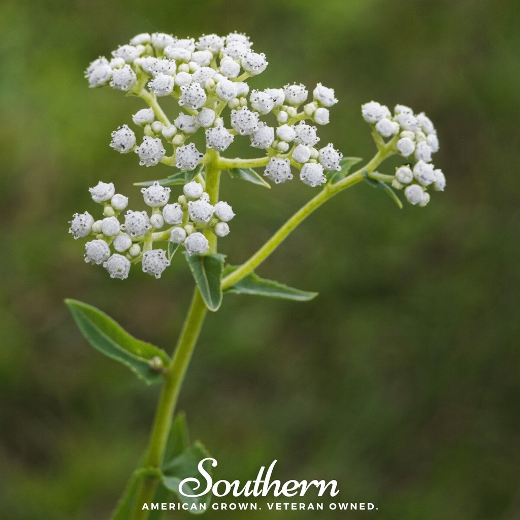 Wild Quinine – 50 Seeds | | Wiccan Center