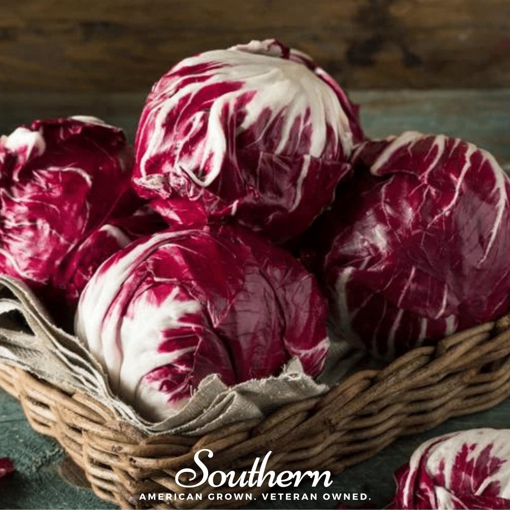 Palla Rossa Radicchio – 100 Seeds | | Wiccan Center
