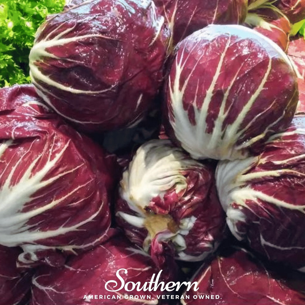Palla Rossa Radicchio – 100 Seeds | | Wiccan Center
